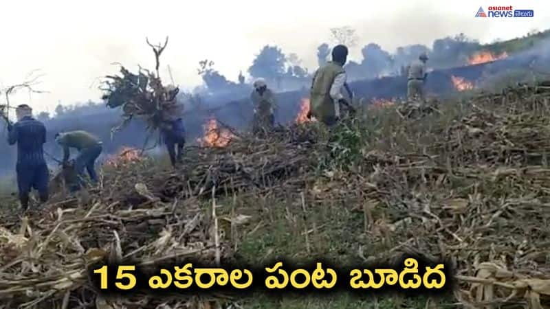 Devastating Fire Engulfs Corn Field in Sriramulapalli Village, Karimnagar