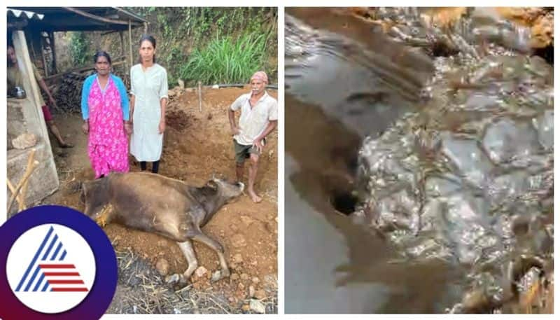 Cattle die after drinking polluted lake water in Kodagu gow