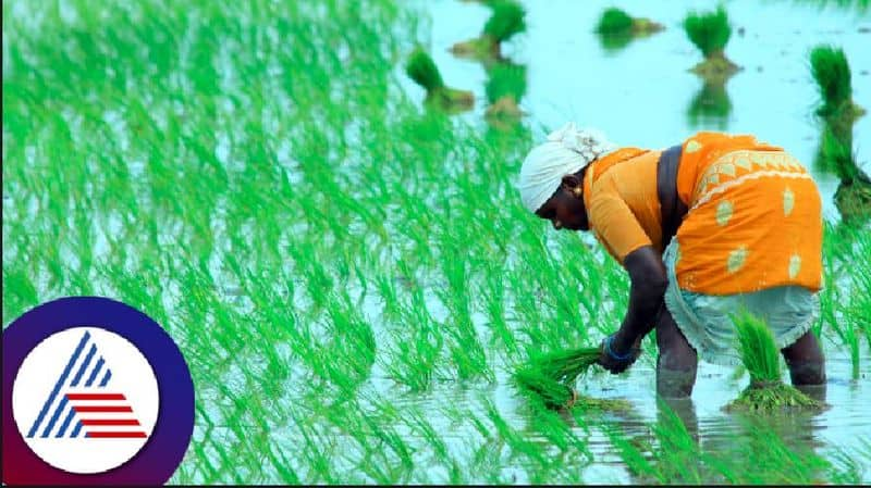 Accelerated agricultural activities in the district uttara kannada rav