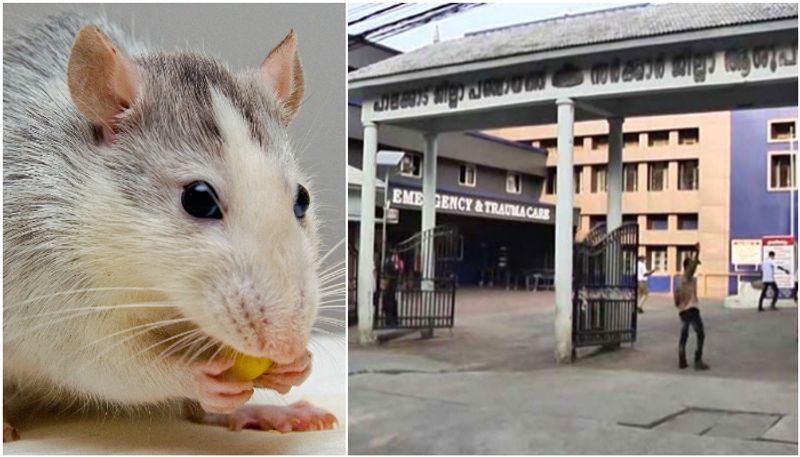 modern xray unit destroyed by rat in Palakkad district hospital prm