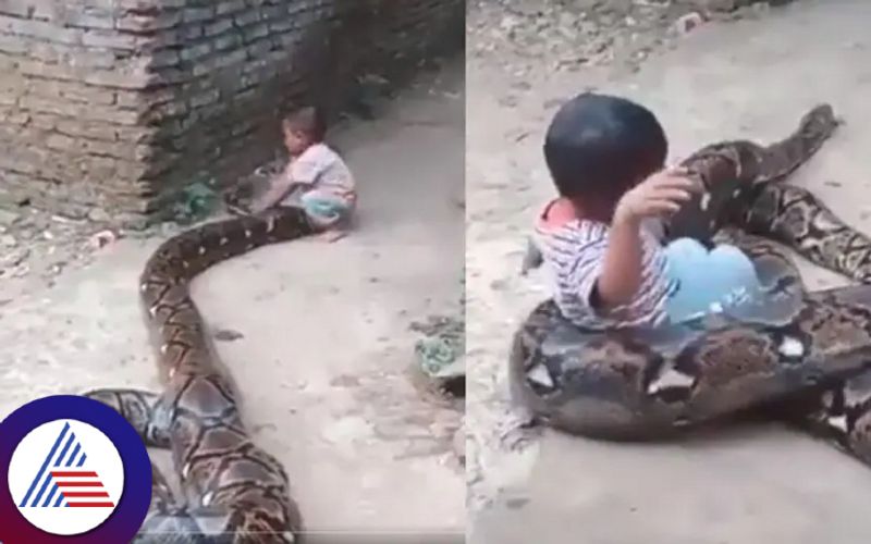 Indian toddler playing with huge python leaves netizens in shock Vin