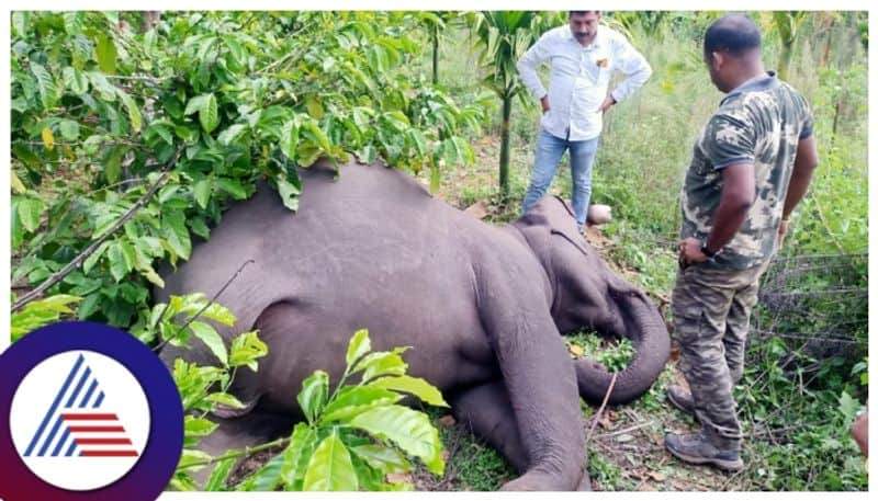 pregnant wild elephant shot dead  in Kodagu gow