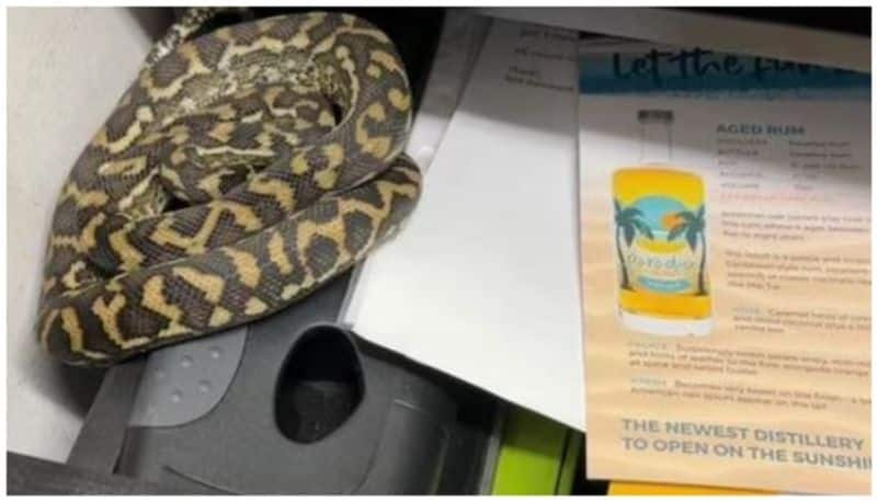 australia bar manager finds carpet python in his desk drawer viral video rse 