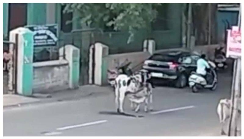 Cow fead milk to calf in the middle of the road nbn