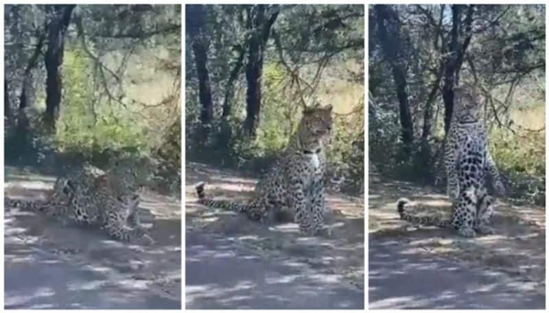 leopard crossing a higways in dhimbam hills video goes viral