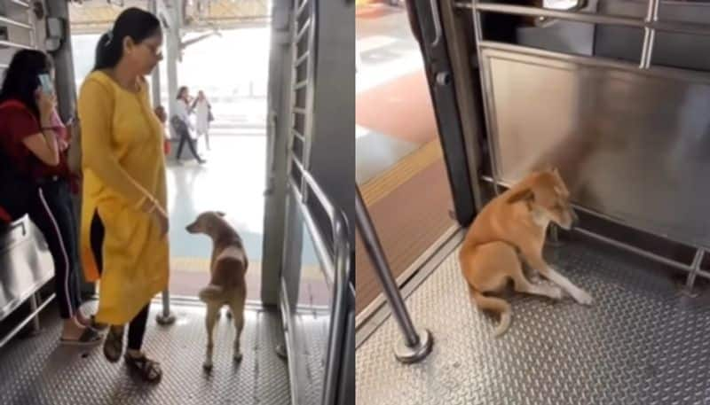 stray dog travel in mumbai local train the video going viral hyp 