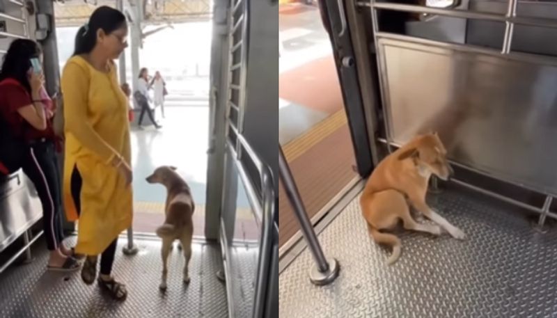 stray dog travel in mumbai local train the video going viral hyp 