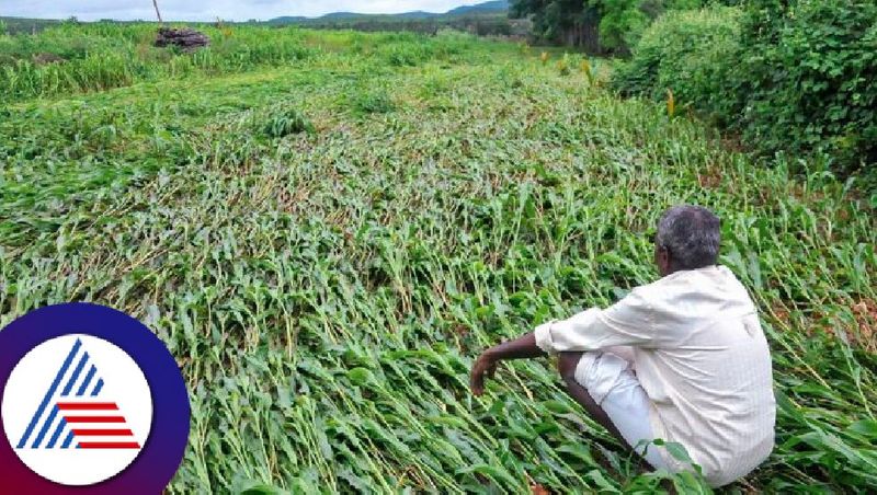 Crop survey started: Hanumantharayappa snr