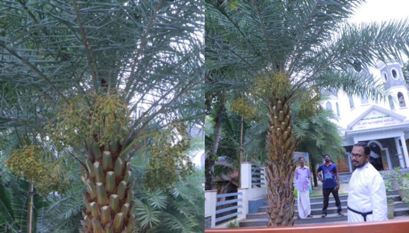 Date palm start fruit bearing in trivandrum church people visit church to see rare scene etj