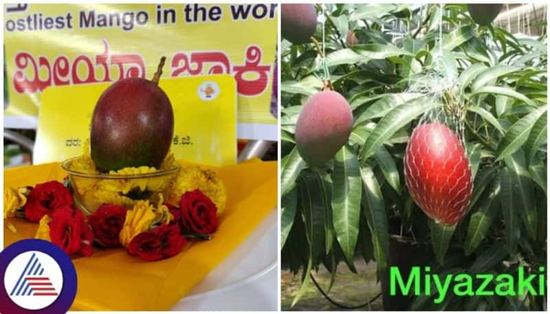 World most expensive Miyazaki mango is available in Koppal sat