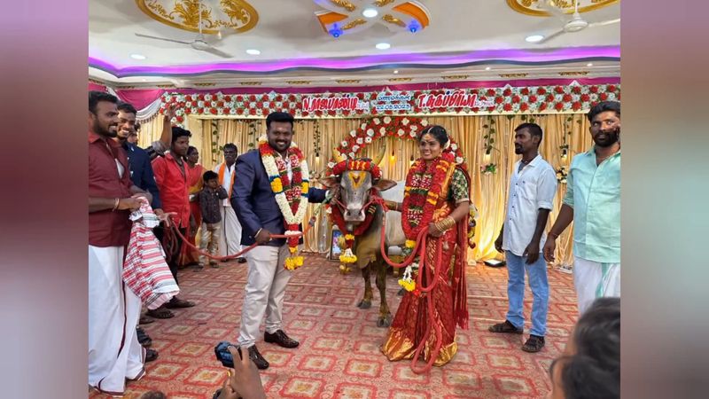 bridal woman introduce her jallikattu bull on bridal stage in madurai district