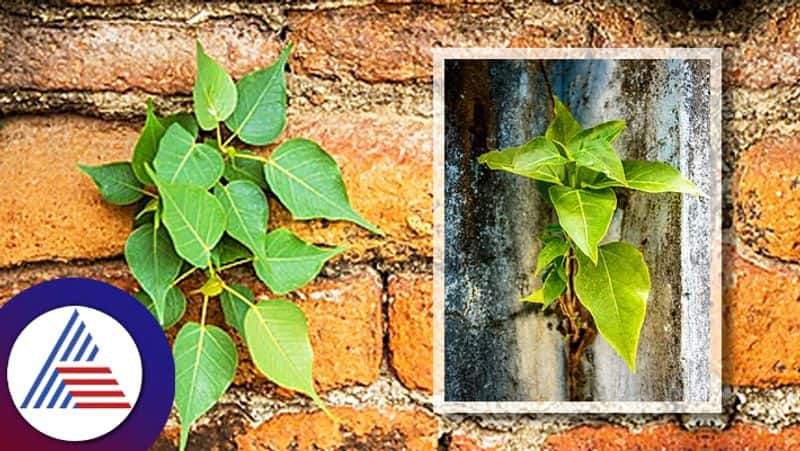 What To Do If Peepal Tree Grows In House