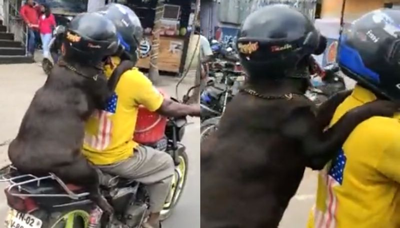 dog riding bike wearing helmet the video now going viral hyp 