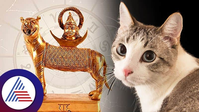 Why Cats Are Not Vehicle Of Any God