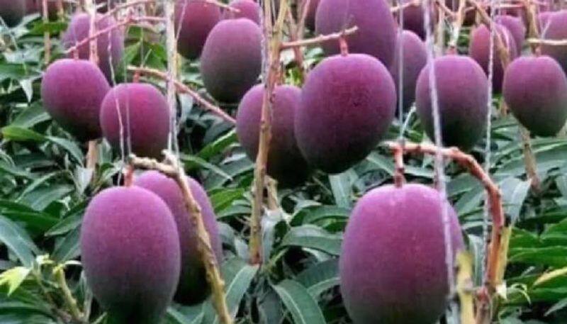 Miyazaki most expensive mango grows in Tamil nadu rlp 