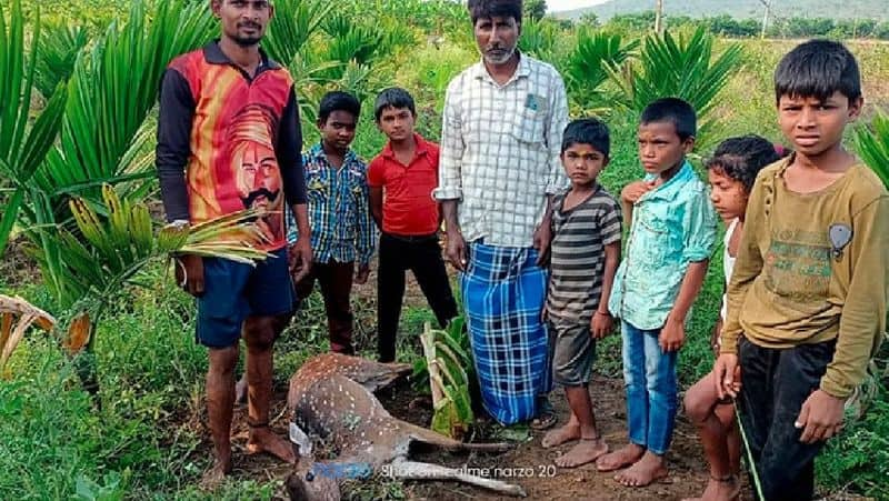 Lack of rain wild animals dies in mundagodu at uttara kannada district rav