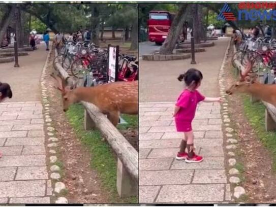 Little girl bows adorably in front of a deer and feeds it. Internet loves viral video ram