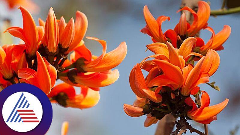 Know the importance of palash flowers in hinduism