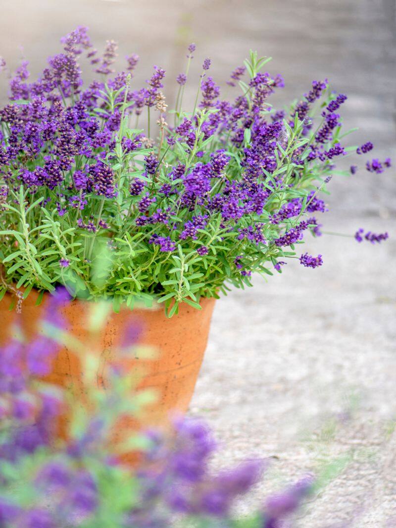 9 Plants To Keep Mosquitoes away from home