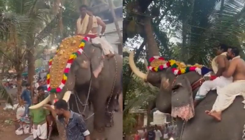 elephant plucking jackfruit amid kerala festival hyp