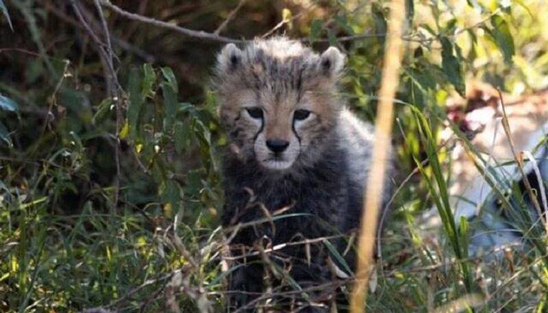 cheetah take a rest in temple campus in tirunelveli