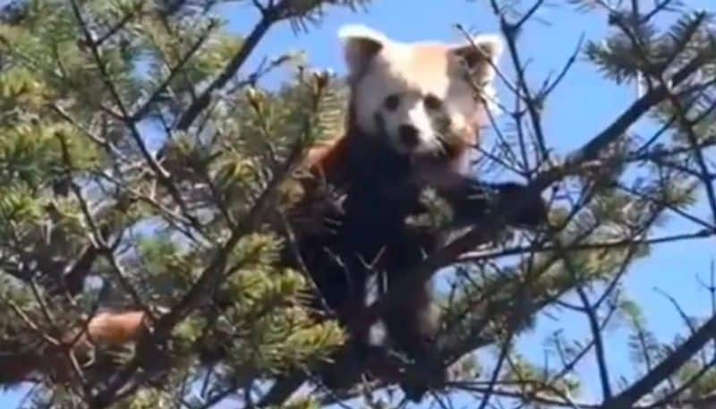 rare red panda spotted in tawang hyp 