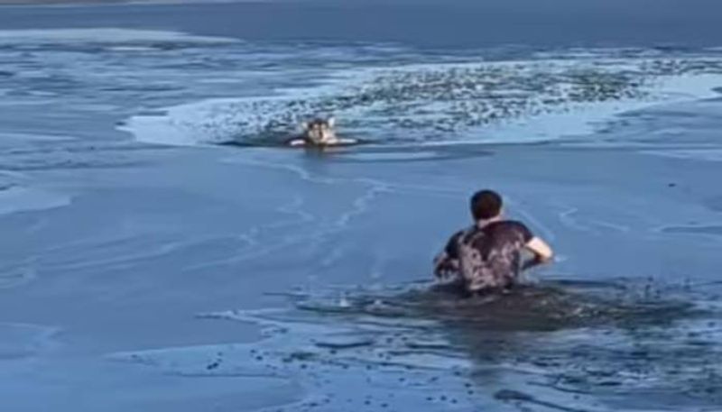 man jumped into frozen lake and rescue dog rlp