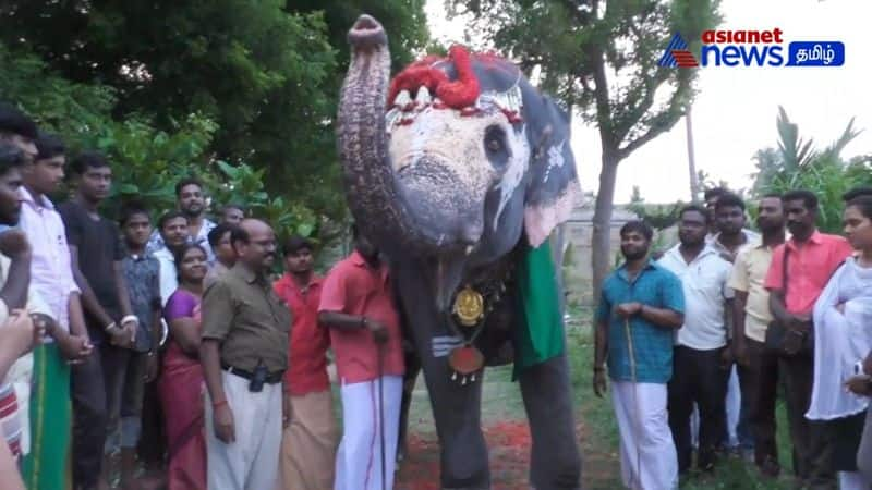 thiruvanaikaval temple elephant akila celebrate his 21st birthday with his fans