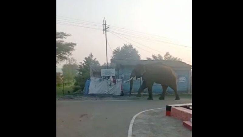 The wild elephant came on a royal walk! People are panicking at home near Masinagudi!