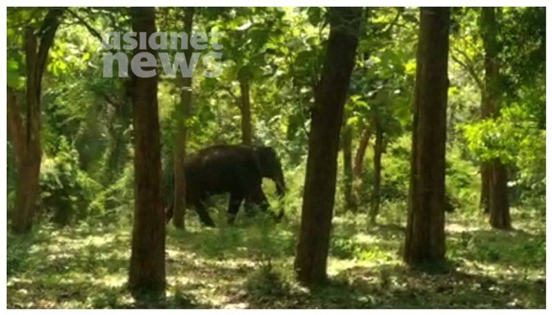 Wild elephant  Arikomban  Mission timeline nbu