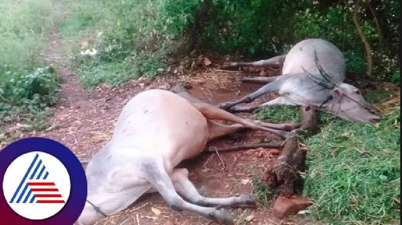 Heavy rain fall with stormy huge loss in Sullia dakshinakannada rav