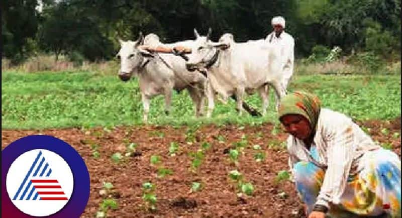 Monsoon good rains Farmers at sowing in kaduru at chikkamagaluru rav