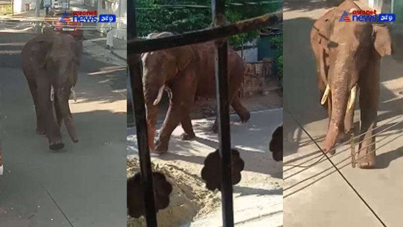 Forest department sensational information about Arikomban elephant