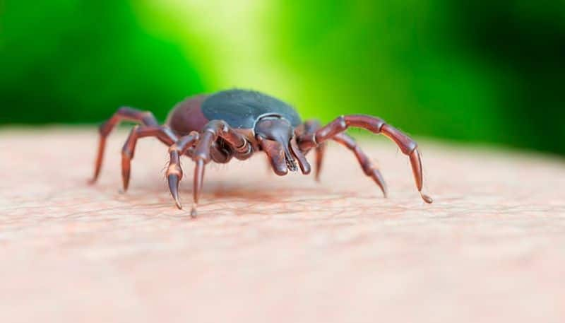 US records first death from Powassan virus: All you need to about tick-borne disease AJR