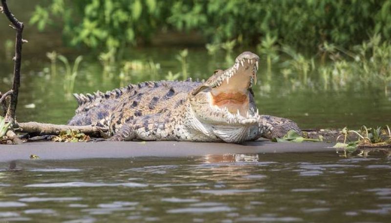 Grisly discovery in Florida: Woman's body found with torso in alligator's jaws AVV