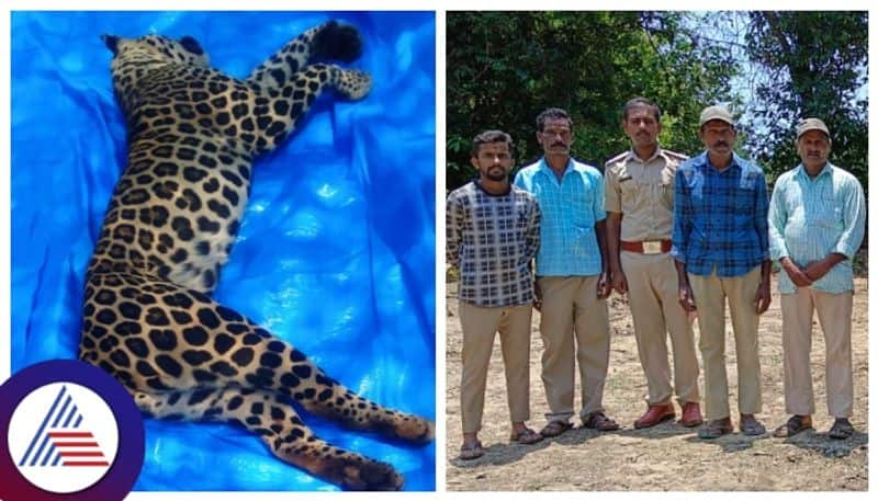 Leopard death in Shivamogga   gow