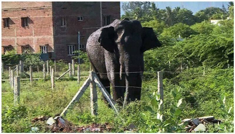 Forest department sensational information about Arikomban elephant