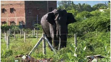 tamil nadu forest searching for wild elephant arikomban nbu tamil nadu forest searching for wild elephant arikomban nbu