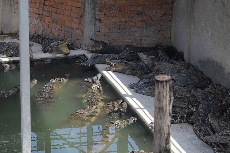 40 crocodiles kill Cambodian man after he falls into enclosure