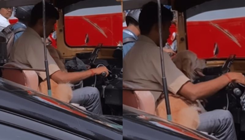 dog sitting on auto drivers lap the video going viral hyp 