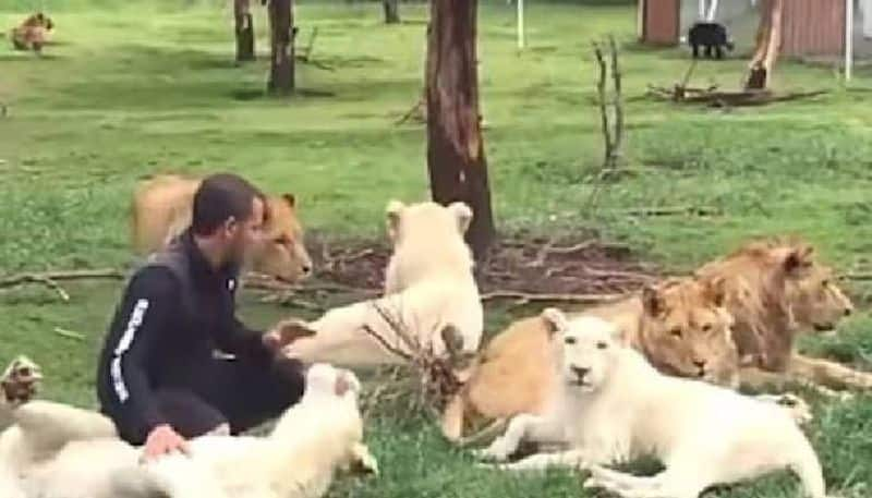 in viral video  tiger saves zookeeper from leopard rlp