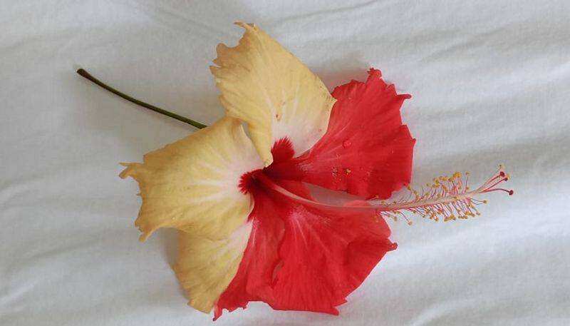 Two Colored Hibiscus Flower on the Same Plant in Mandya grg