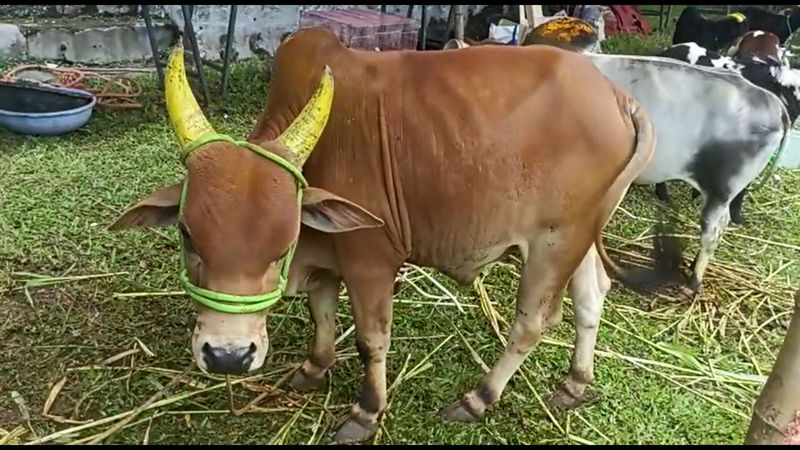 pet show held very well in yercaud