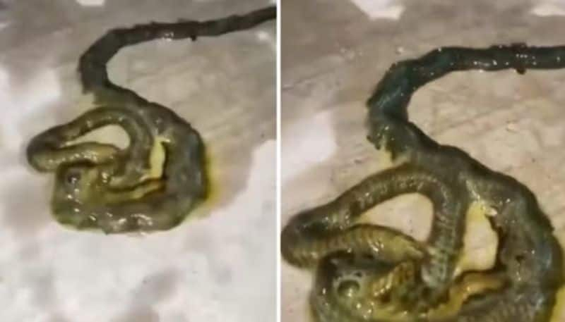 video in which an unknown creature crawls around going viral hyp