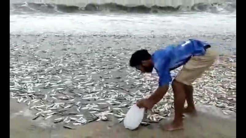 Lakhs of fish washed ashore in Visakhapatnam