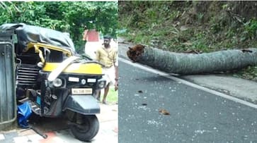 Coconut tree fell down over auto rickshaw kgn Coconut tree fell down over auto rickshaw kgn
