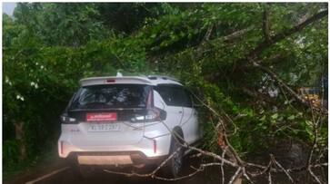 tree fell down over car in kannur panchayat president just escaped in tree fell down over car in kannur panchayat president just escaped in