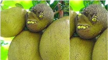 viral jackfruit from malappuram goes viral in social media vkv viral jackfruit from malappuram goes viral in social media vkv