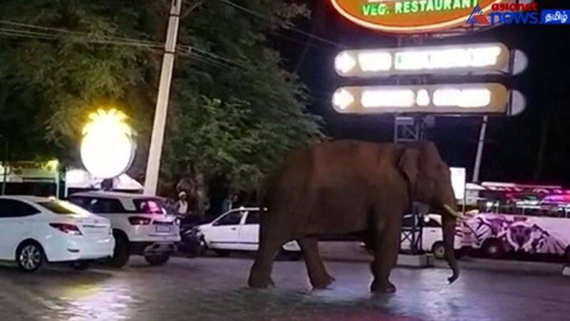 Can we come to eat too? Entering the famous hotel complex, two wild elephants neat mettupalayam