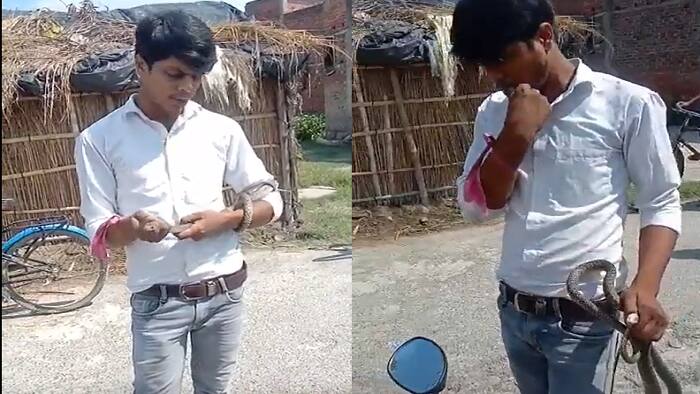 kushinagar snake 